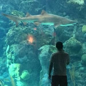 Meet your Posher, Robert